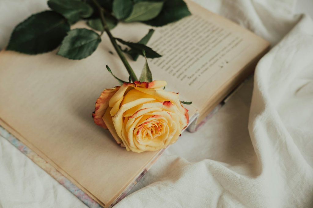yellow-red rose on the book. Aesthetics of roses. Old book and rose. Atmospheric frame with flowers.